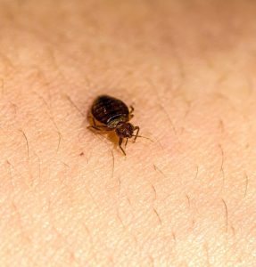 Bed Bug Injury Attorneys in Texas