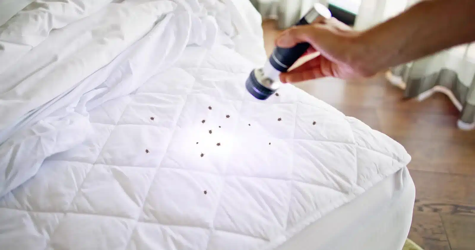 Massachusetts Bed Bug Bites Attorney