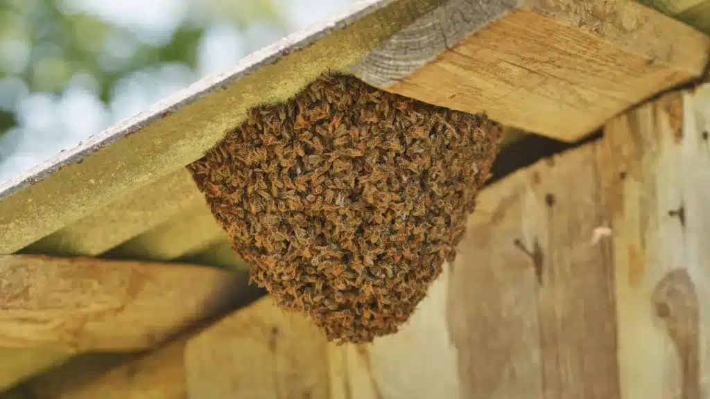 bee stings leading to lawsuits