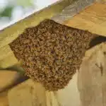 bee stings leading to lawsuits